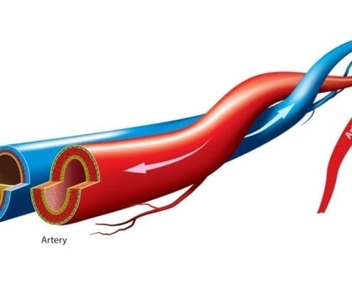 difference between veins and arteries