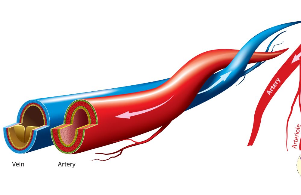 Whats The Difference Between Veins And Arteries 5 Main Differences